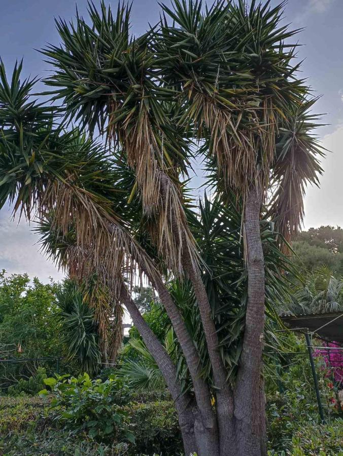 Апартаменты Palm-Tree Аркуди Экстерьер фото